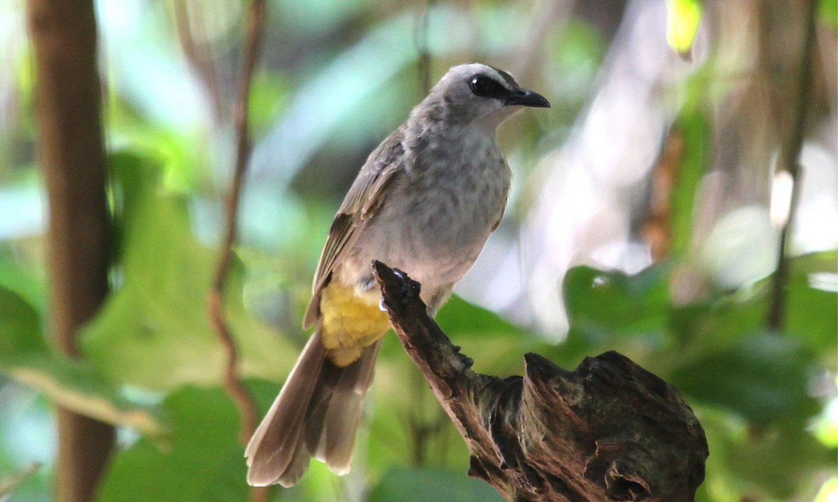 Yellow-vented Bulbul (Sunda) - ML622142457