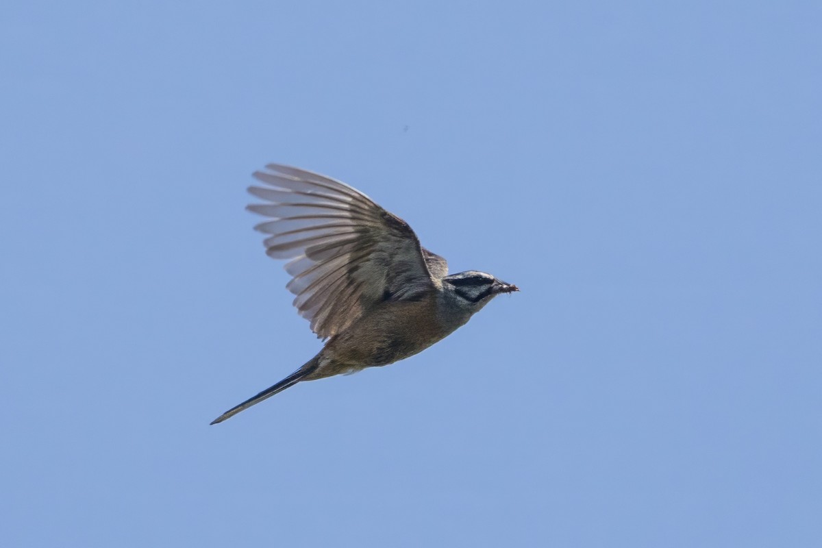 Rock Bunting - ML622142458