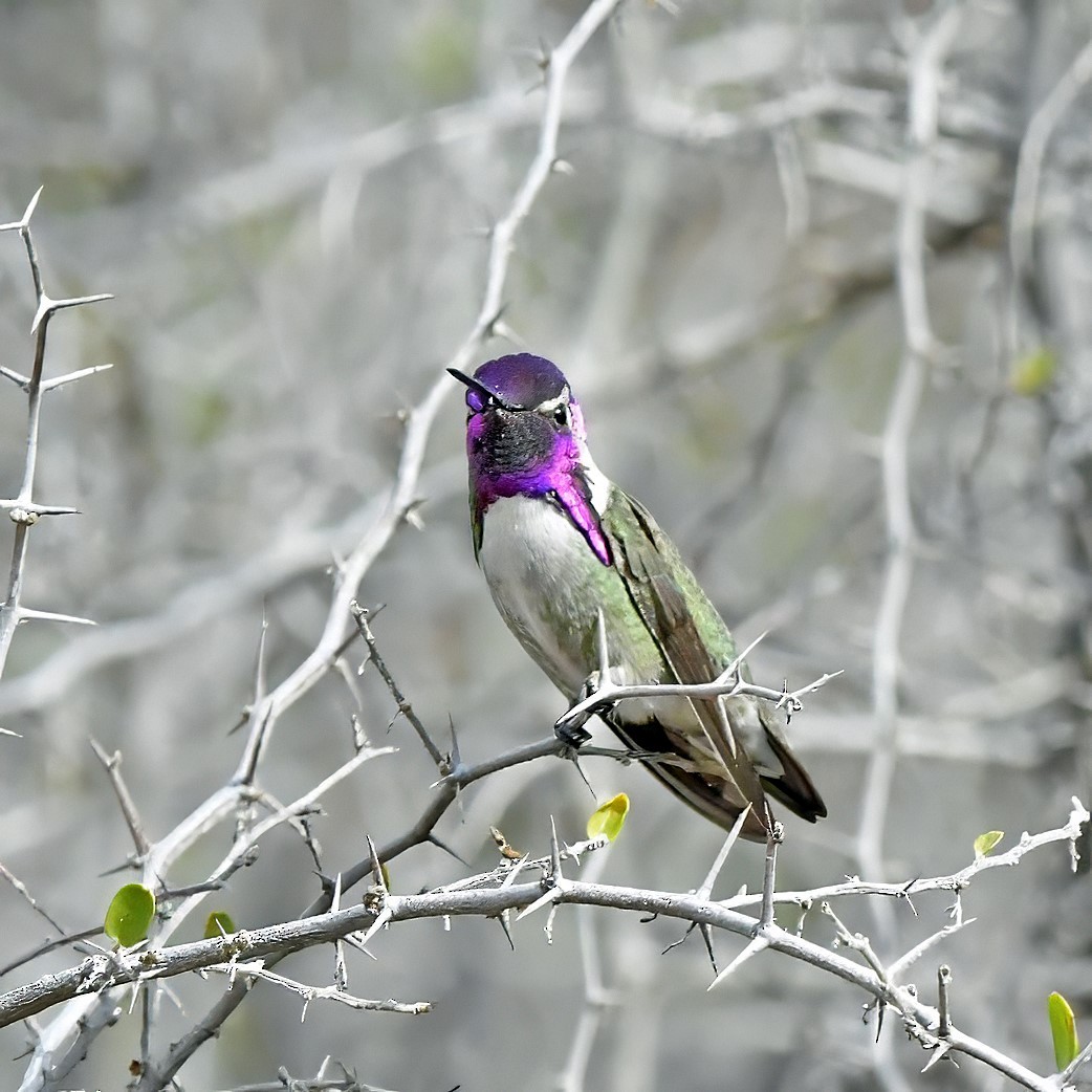 Costa's Hummingbird - ML622142459