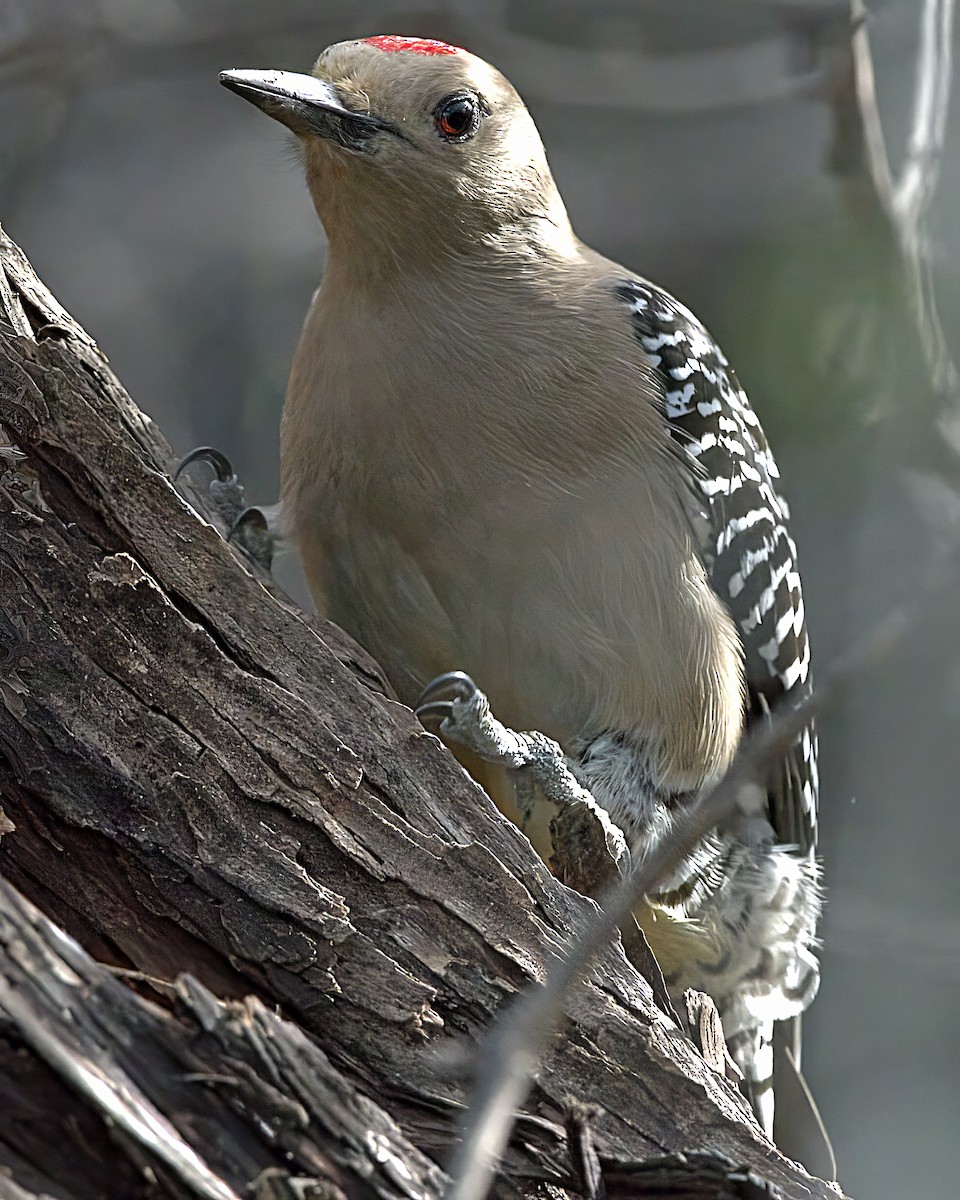 Gila Woodpecker - ML622142462
