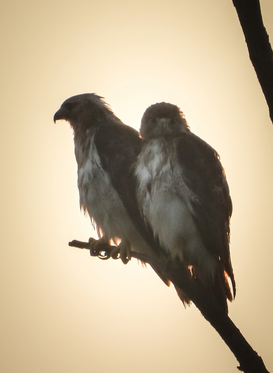 Red-tailed Hawk - ML622142463