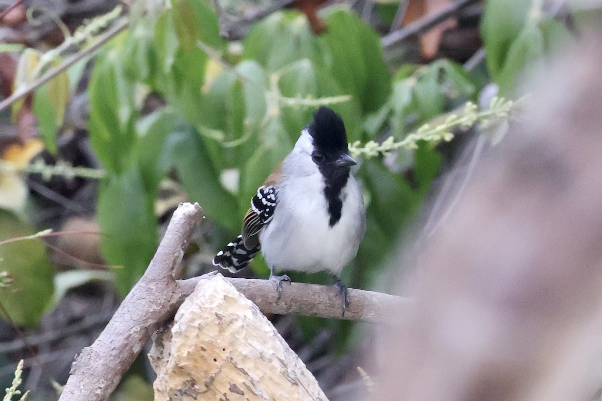 Silvery-cheeked Antshrike - ML622142464