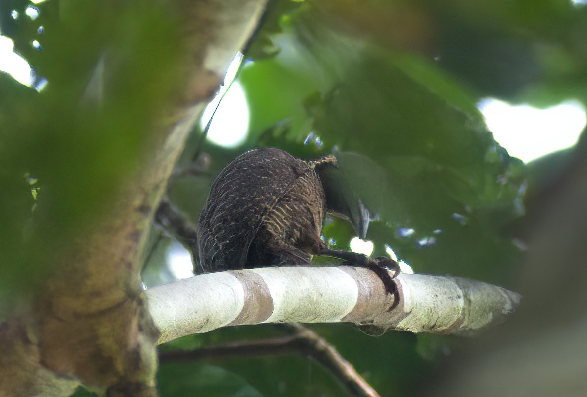 Buff-necked Woodpecker - ML622142465