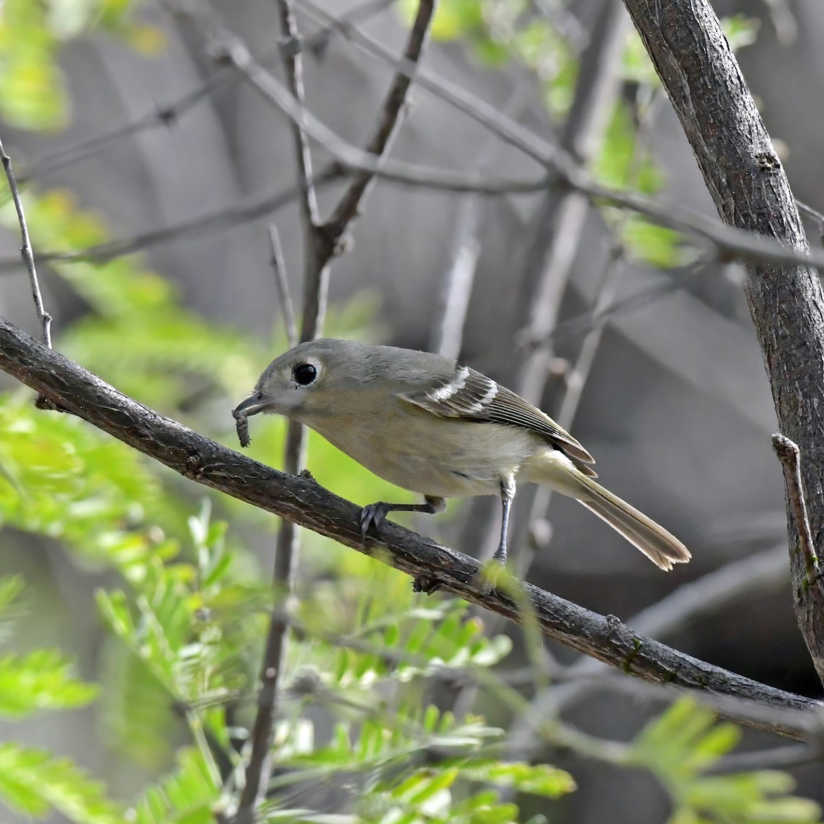 Ruby-crowned Kinglet - ML622142469