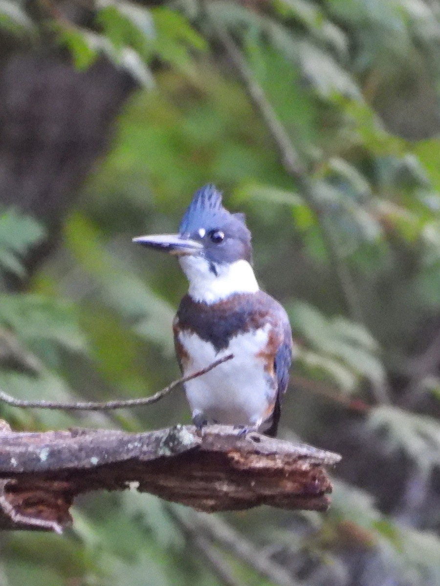 Belted Kingfisher - ML622142471
