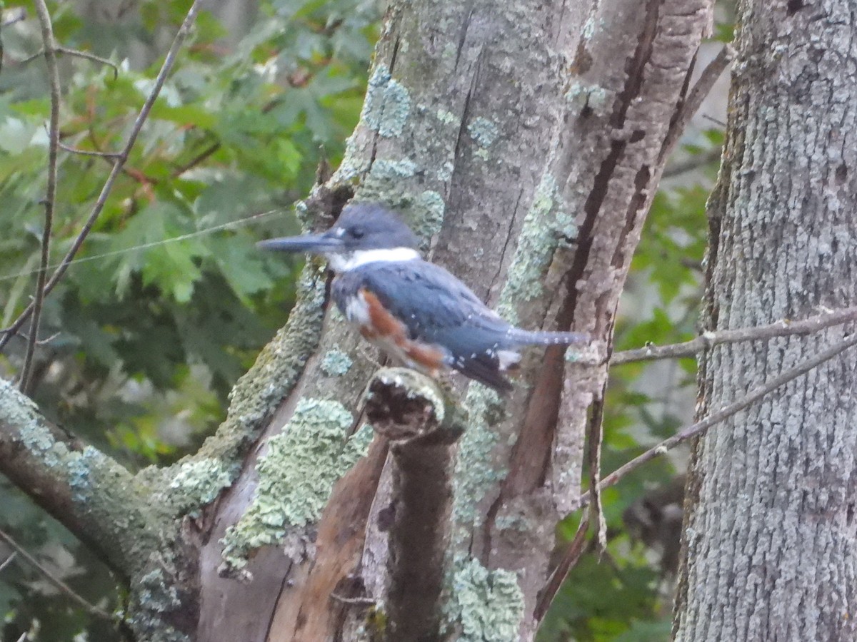 Belted Kingfisher - Laura Brown