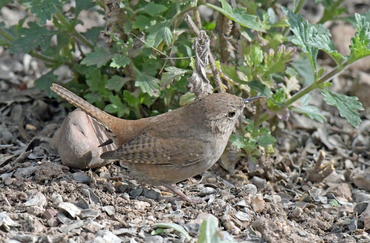 House Wren - ML622142477