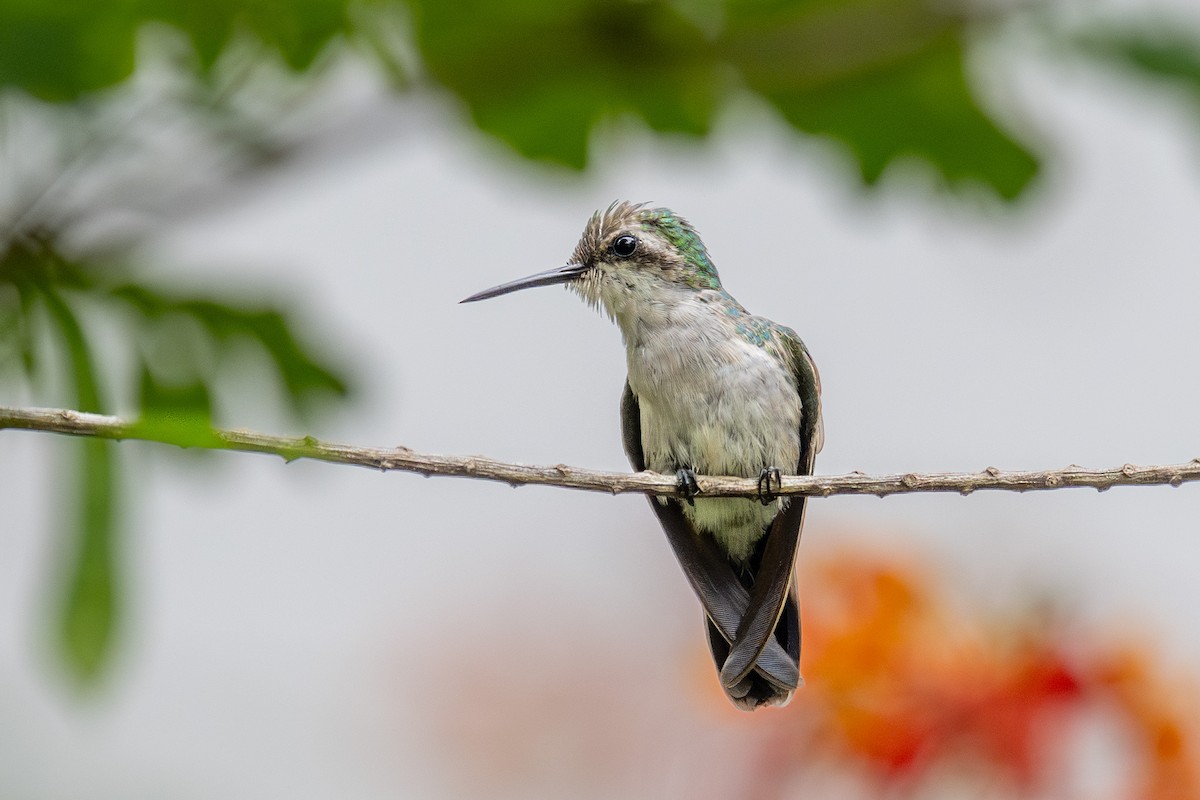 Garden Emerald - ML622142505