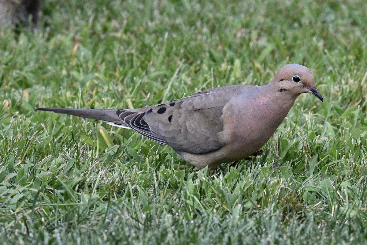 Mourning Dove - ML622142513