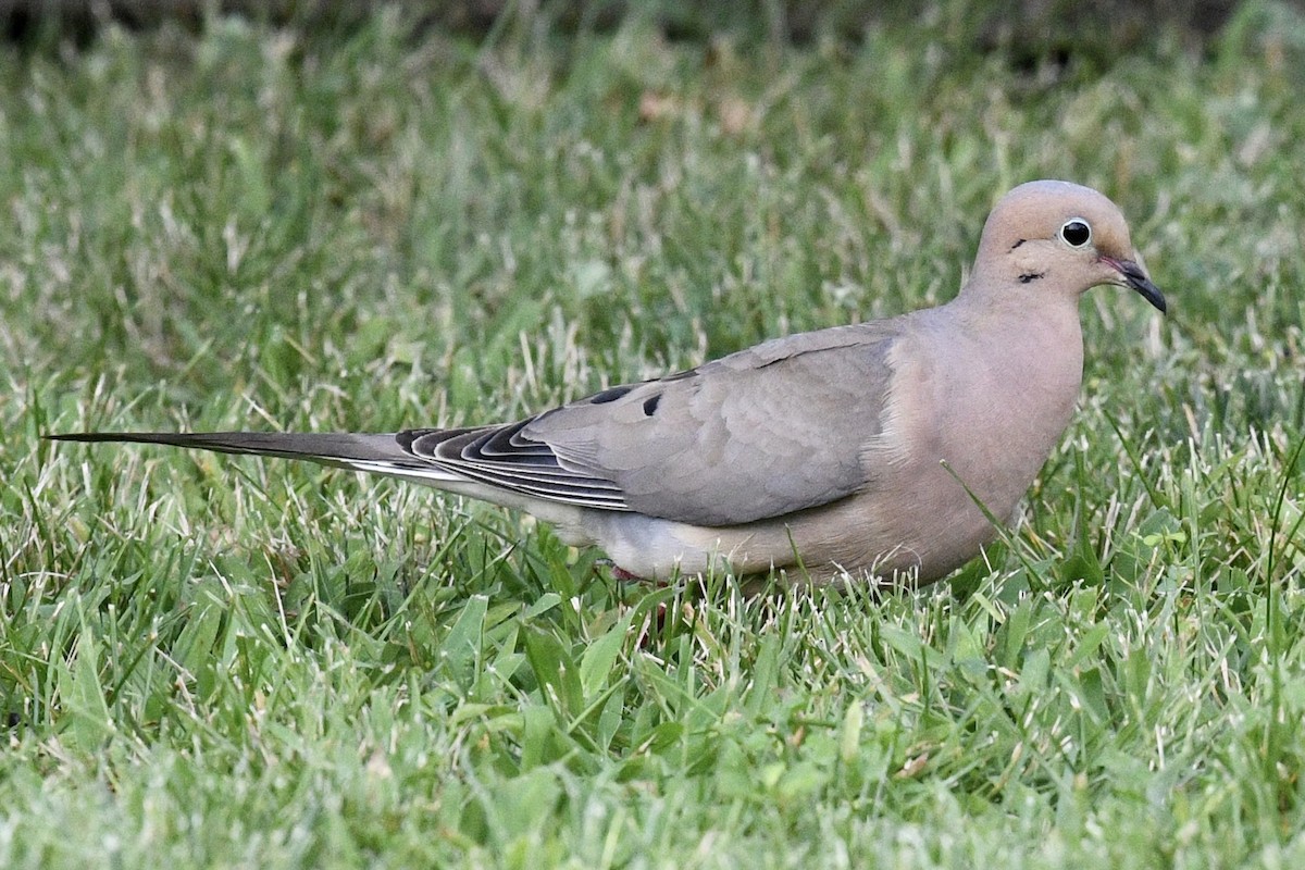 Mourning Dove - ML622142514