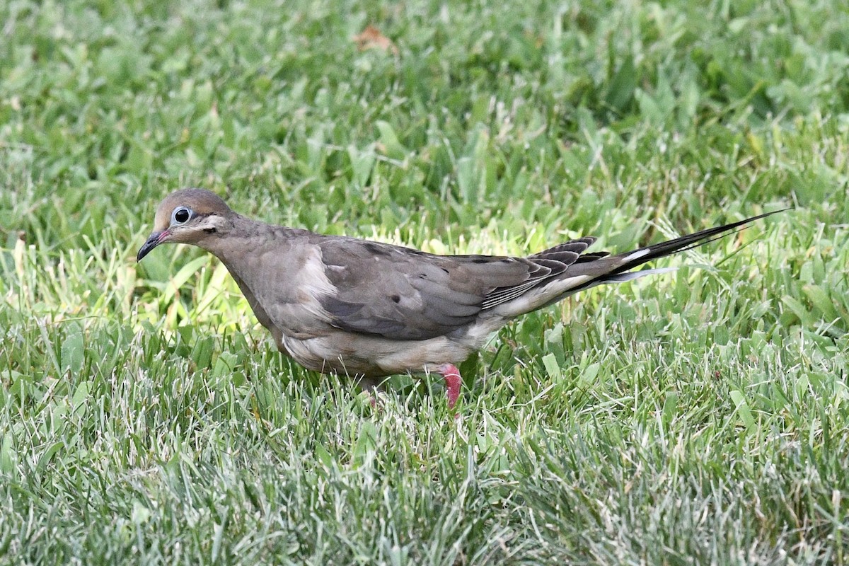 Mourning Dove - ML622142515