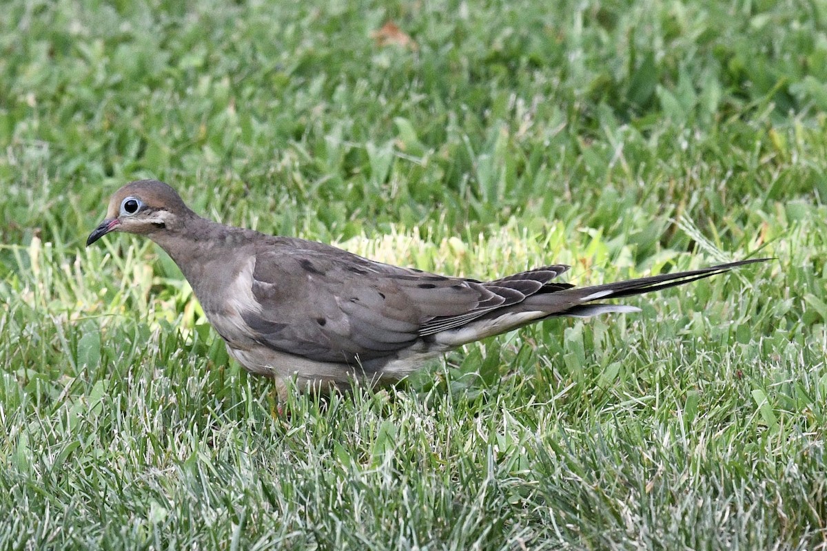 Mourning Dove - ML622142516