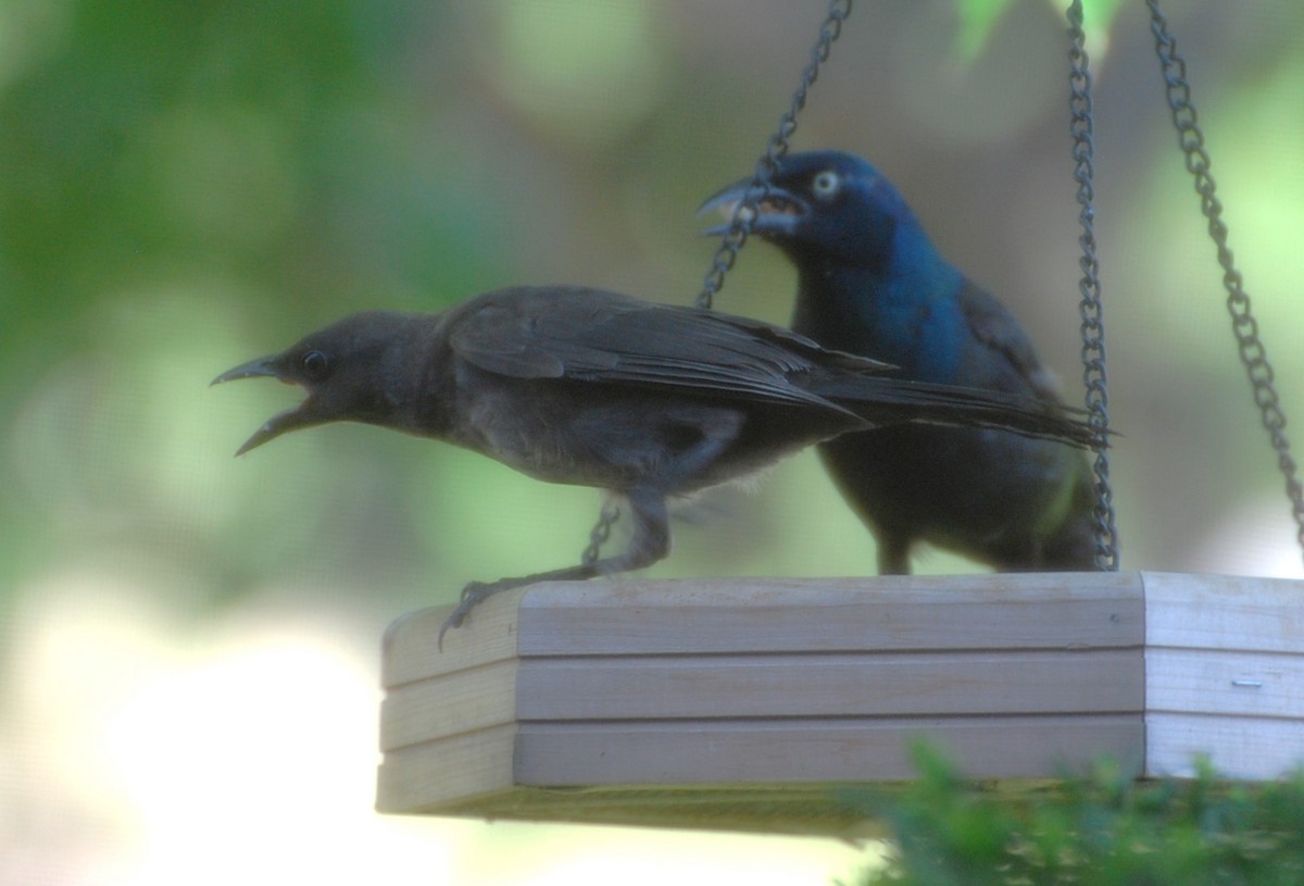 Common Grackle - ML622142545