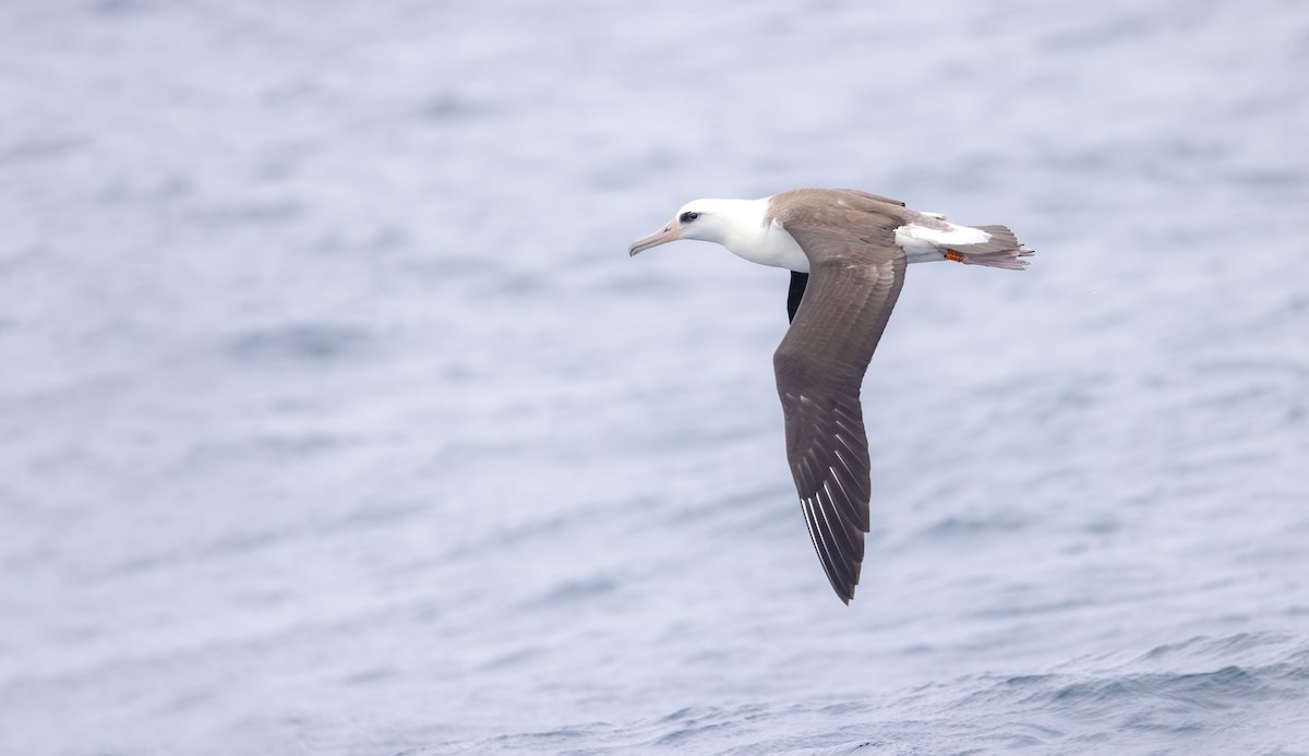 Laysan Albatross - ML622142561