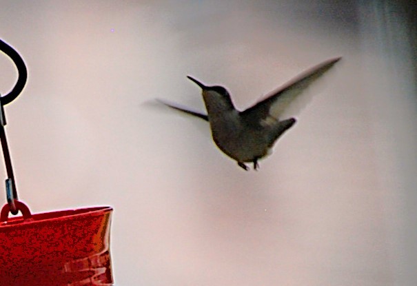 Ruby-throated Hummingbird - ML622142571