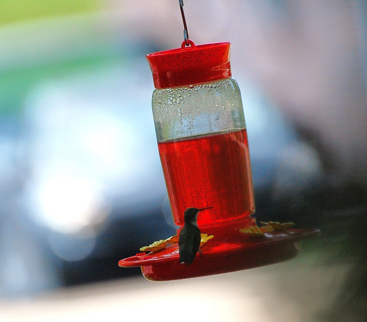 Ruby-throated Hummingbird - ML622142572