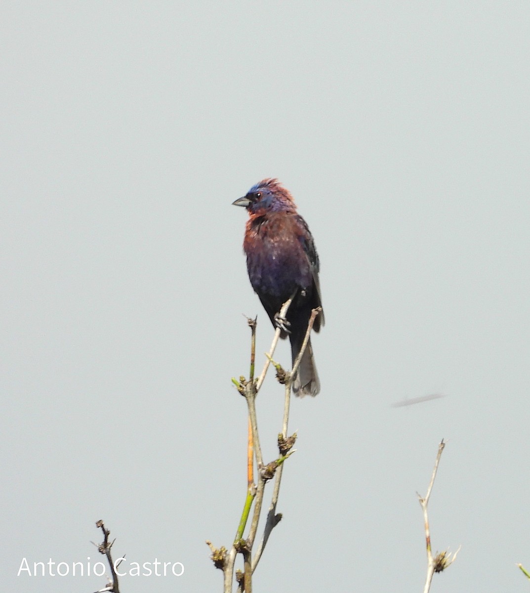 Varied Bunting - Juan Antonio Castro Peralta