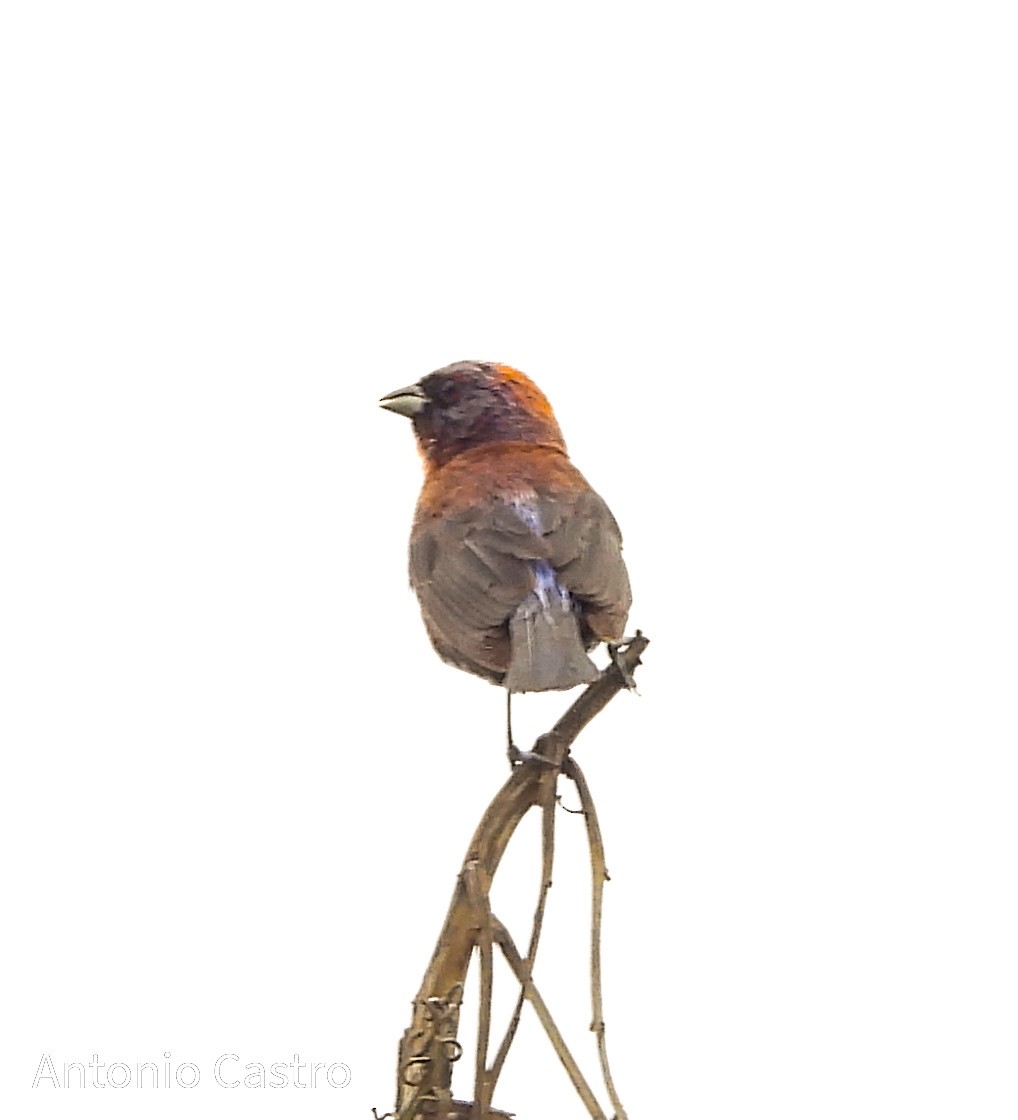 Varied Bunting - Juan Antonio Castro Peralta