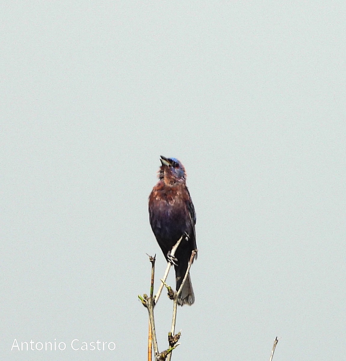 Varied Bunting - ML622142578