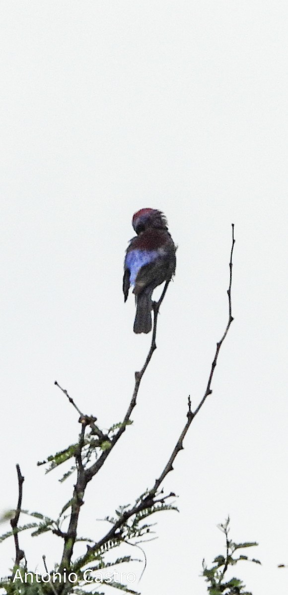 Varied Bunting - ML622142579