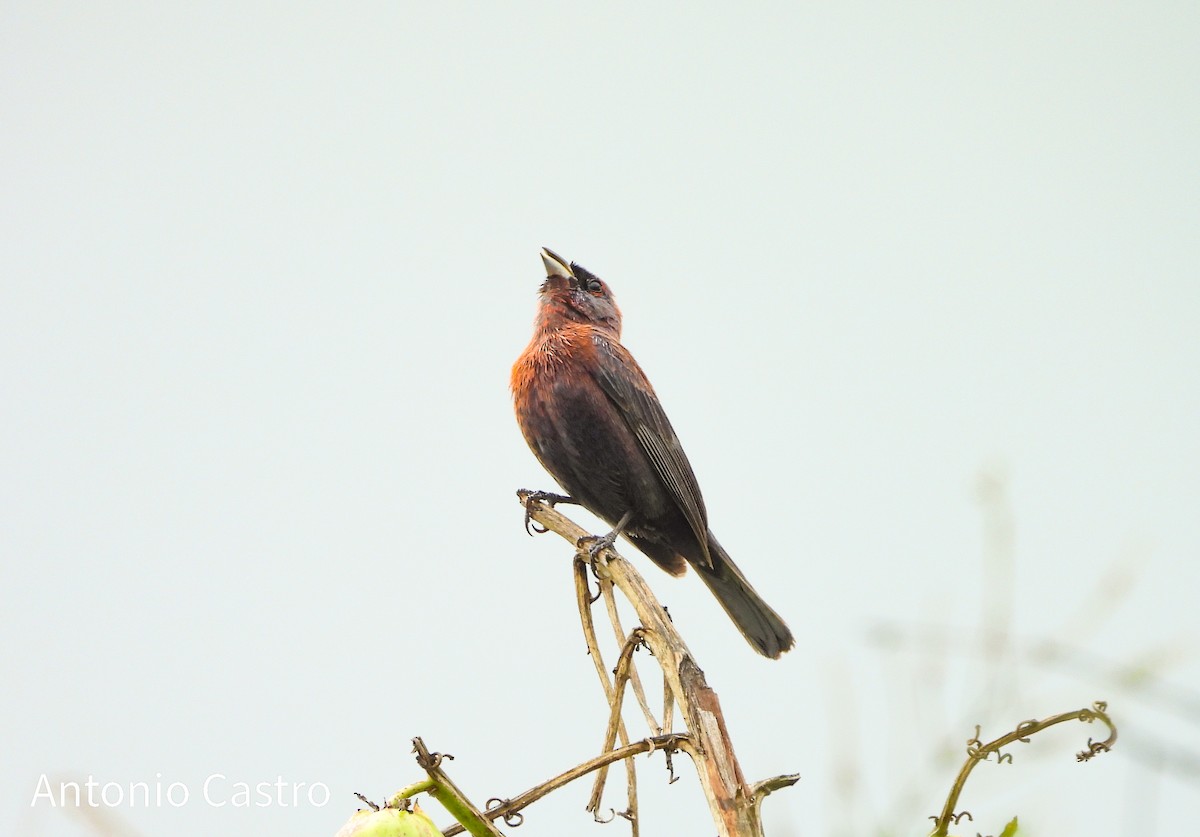 Varied Bunting - ML622142581