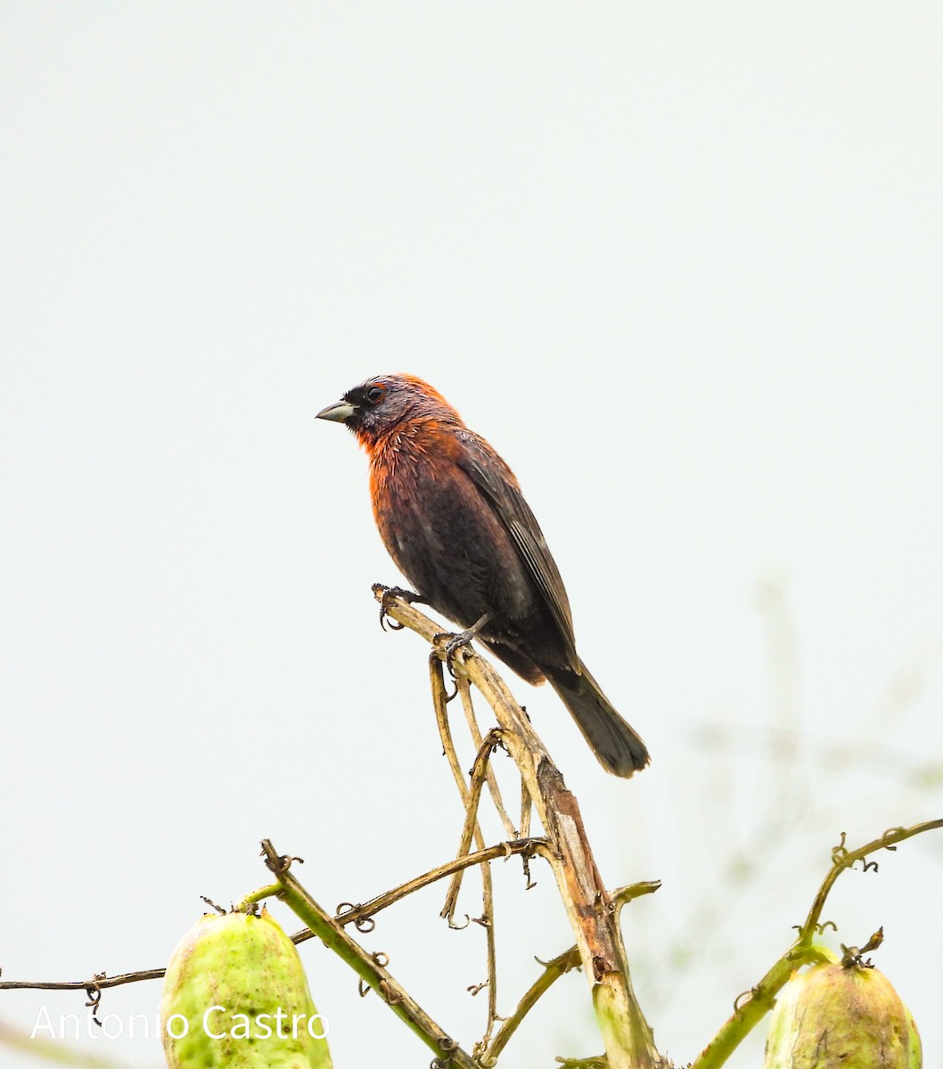 Varied Bunting - ML622142582