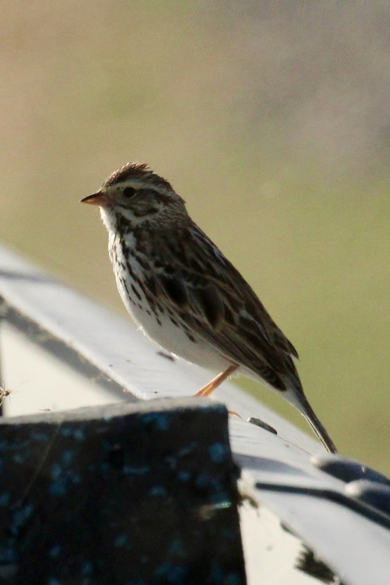 Savannah Sparrow - ML622142584