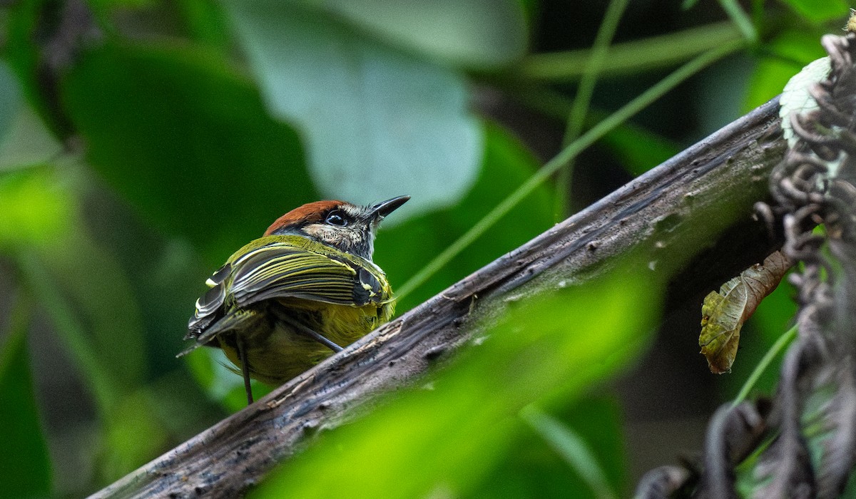 Rufous-crowned Tody-Flycatcher - ML622142589