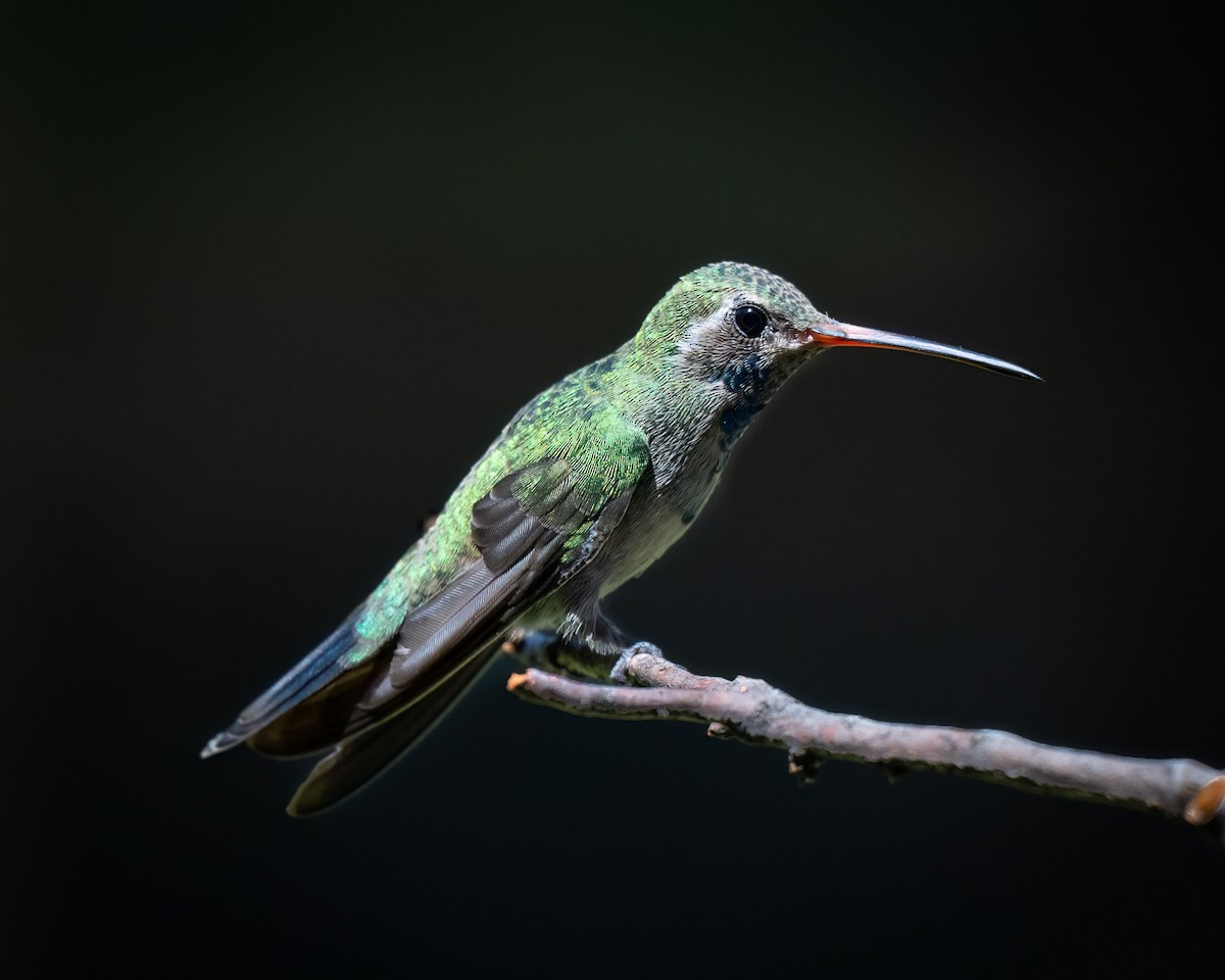 kolibřík širokozobý - ML622142594