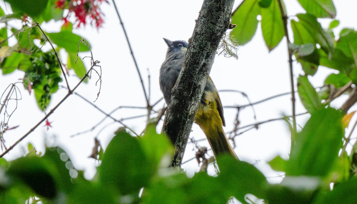 Blue-capped Tanager - Travis Vance