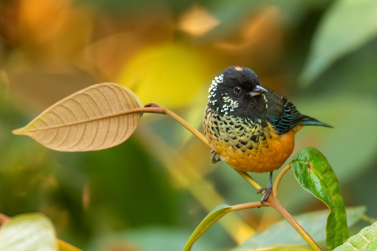 Spangle-cheeked Tanager - ML622142598