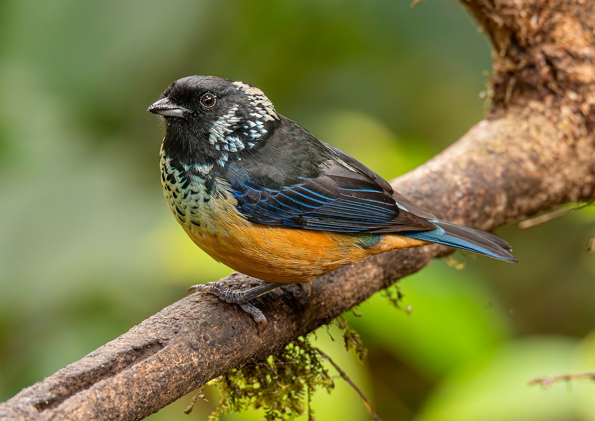 Spangle-cheeked Tanager - ML622142599