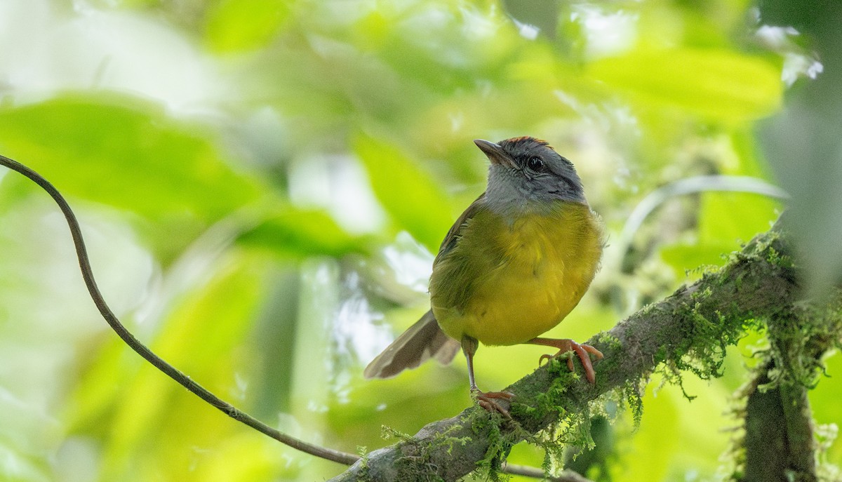 Russet-crowned Warbler - ML622142612