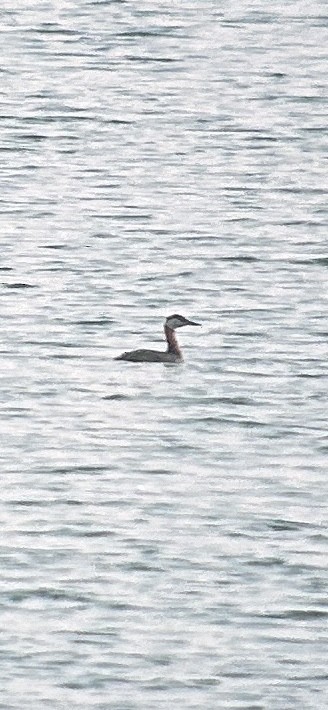 Red-necked Grebe - Adam Crutcher