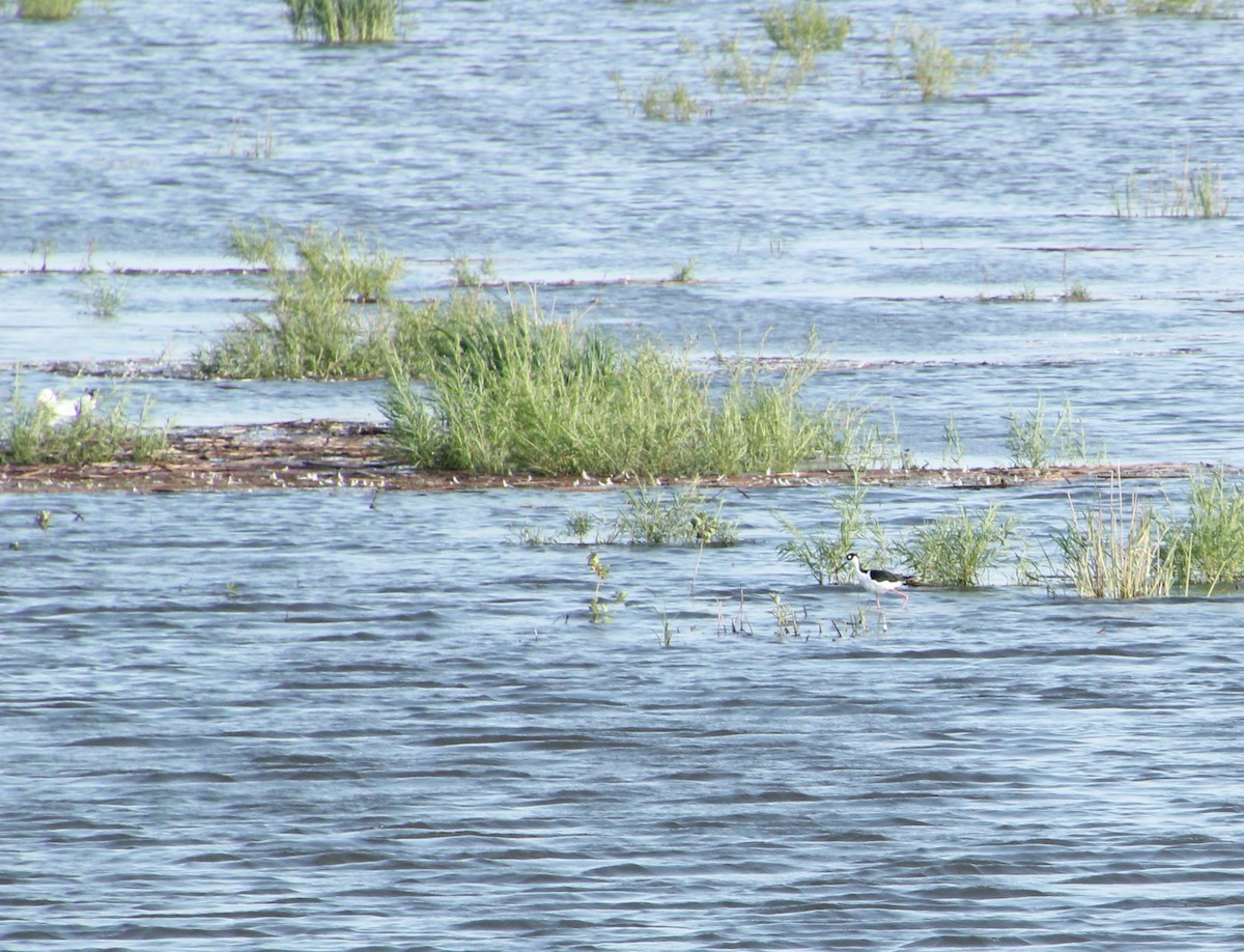 Black-necked Stilt - ML622142621