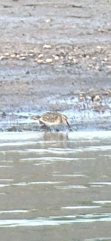 Gambecchio di Baird - ML622142622