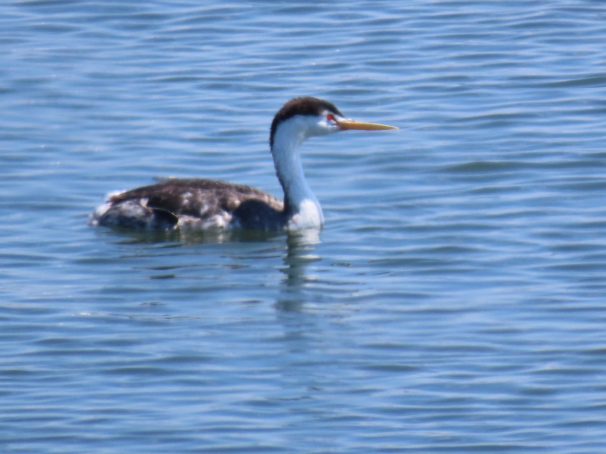 Clark's Grebe - ML622142623