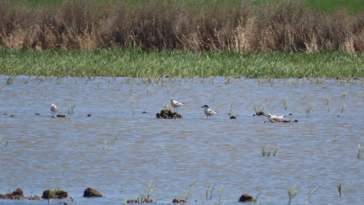 Gull-billed Tern - ML622142625