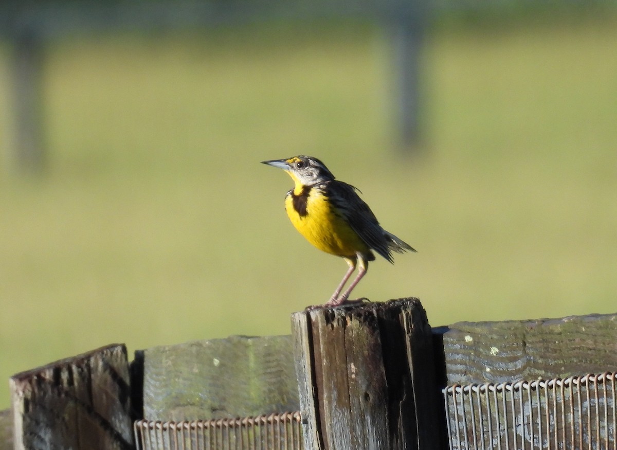 Eastern Meadowlark - ML622142626