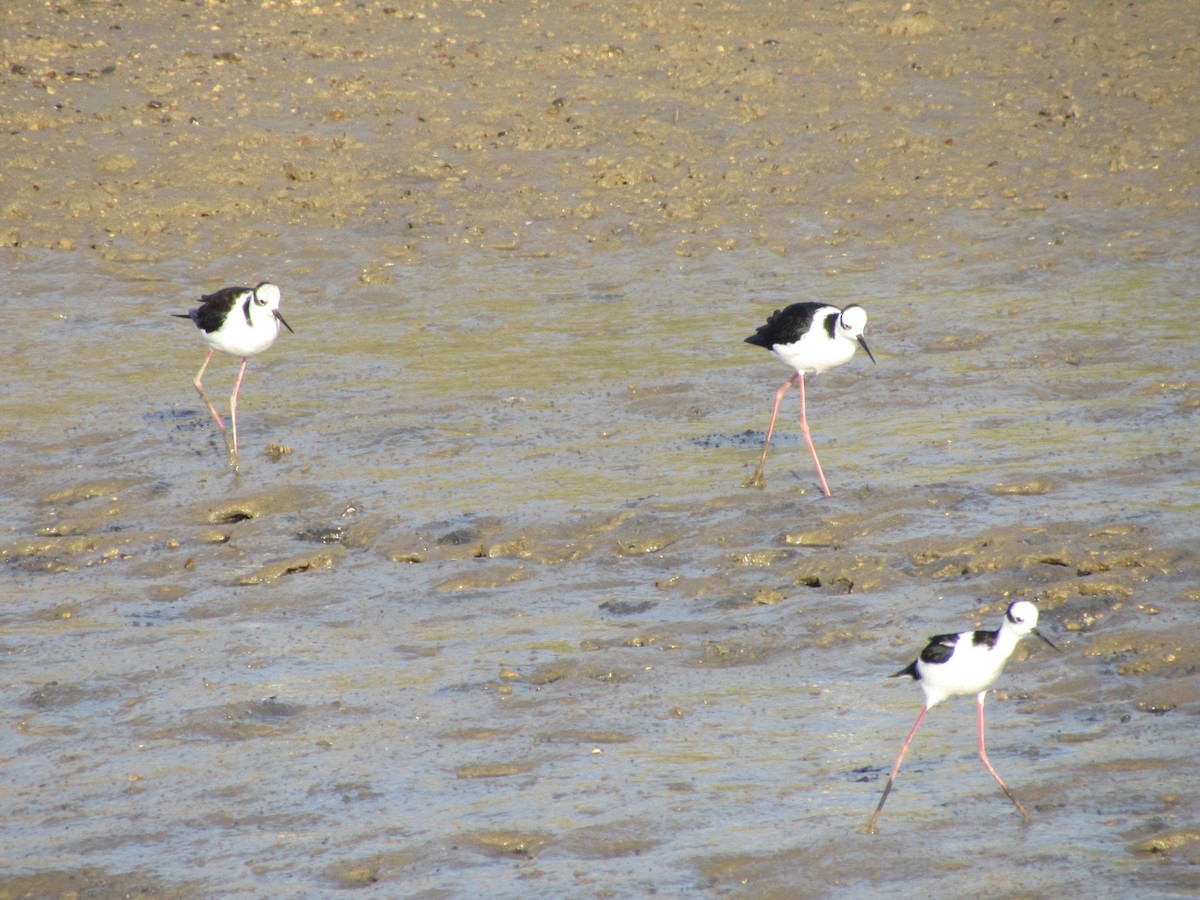 Black-necked Stilt - cynthia arenas