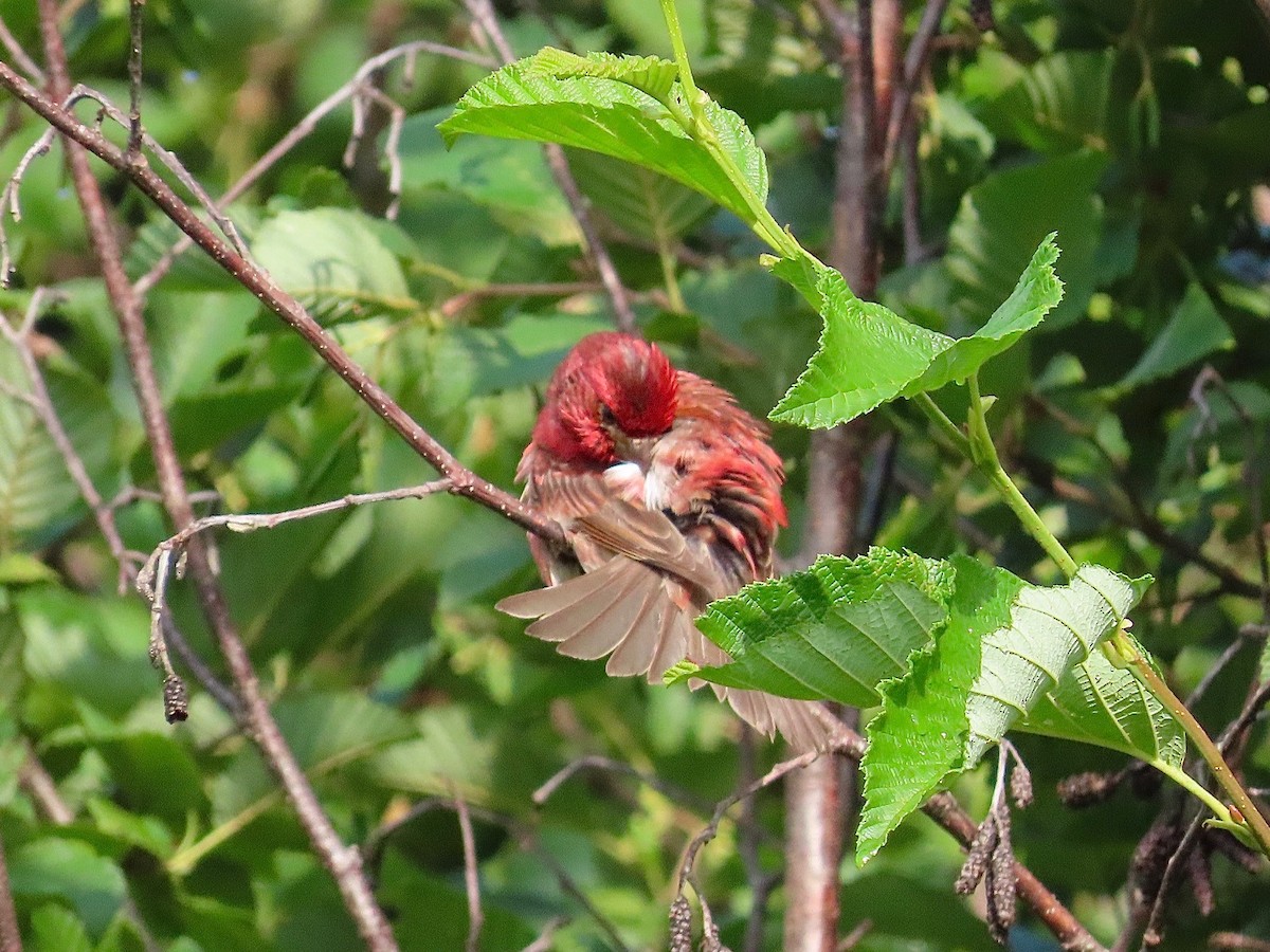 Purple Finch - ML622142628