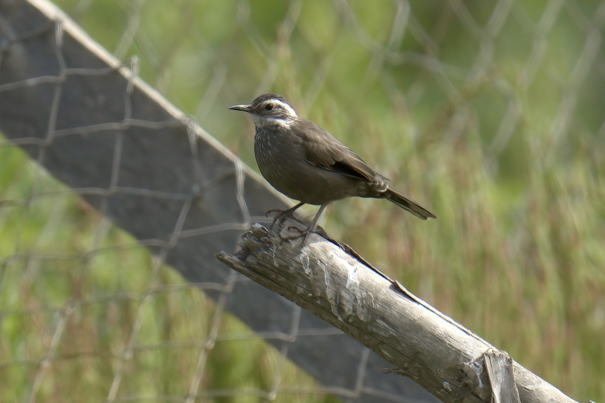 Buff-winged Cinclodes - ML622142629