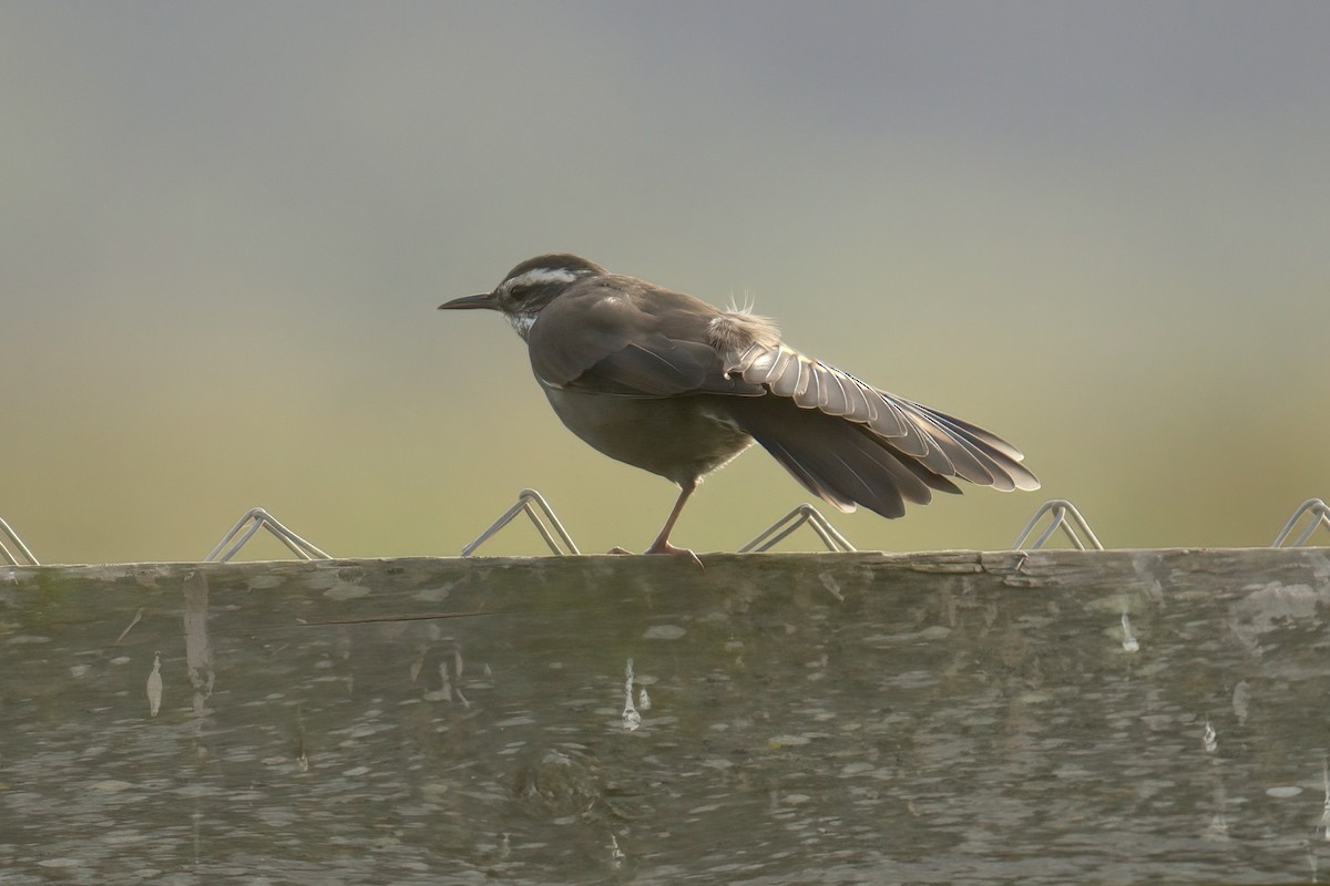 Buff-winged Cinclodes - ML622142630