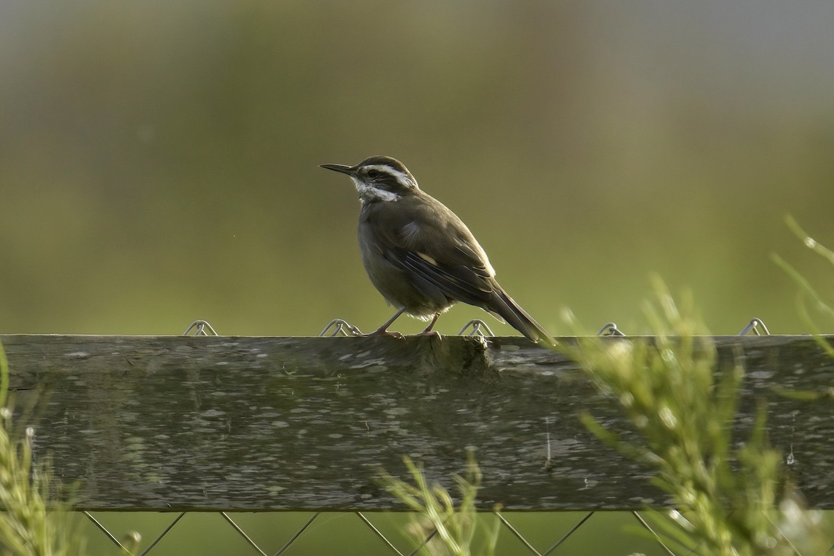 Buff-winged Cinclodes - ML622142631