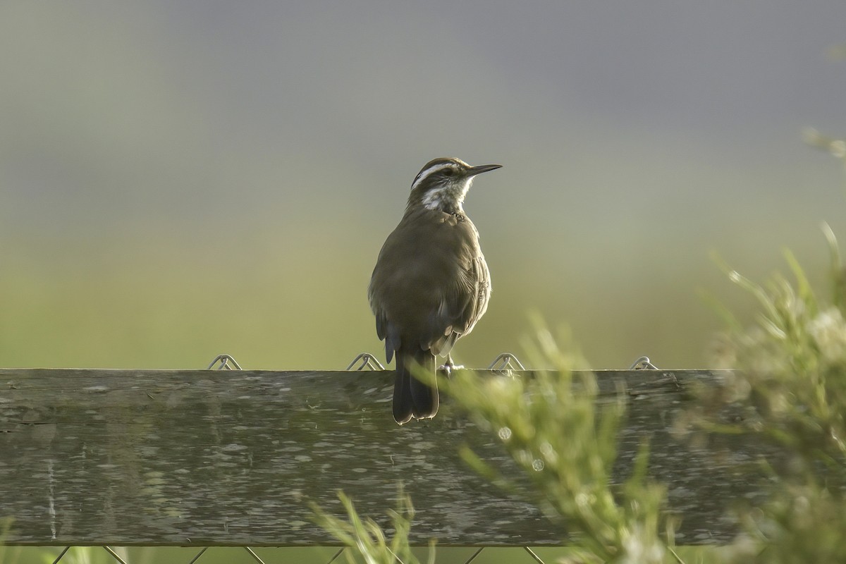 Buff-winged Cinclodes - Mark Wilson