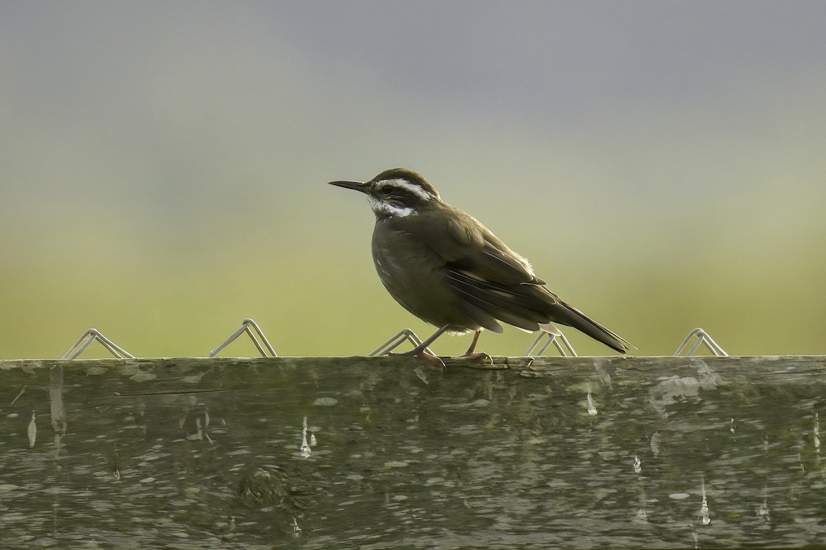 Buff-winged Cinclodes - ML622142633