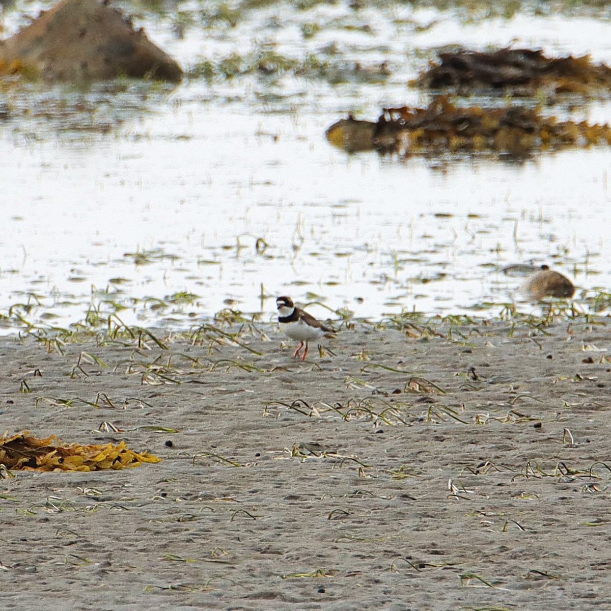 Semipalmated Plover - ML622142634