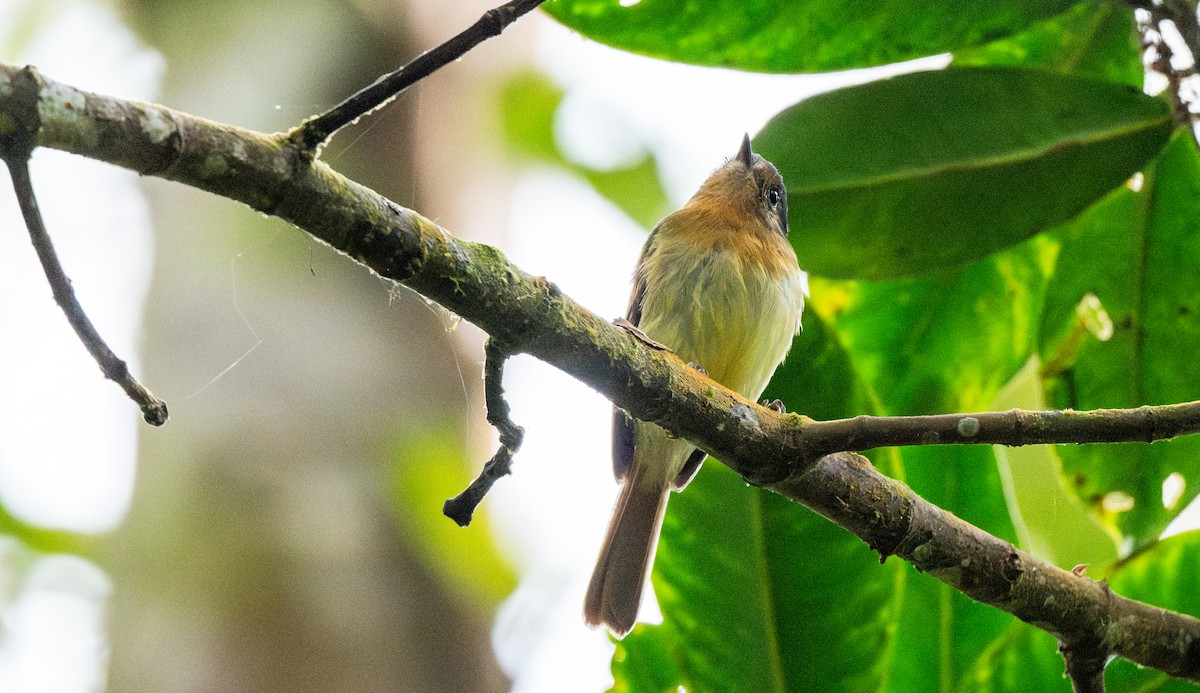 Rufous-breasted Flycatcher - Travis Vance