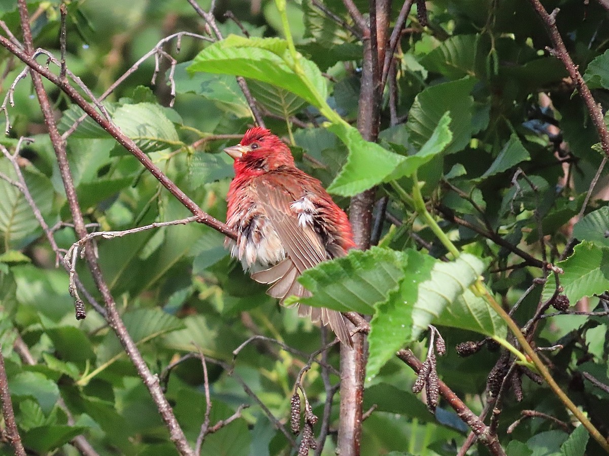 Purple Finch - ML622142636