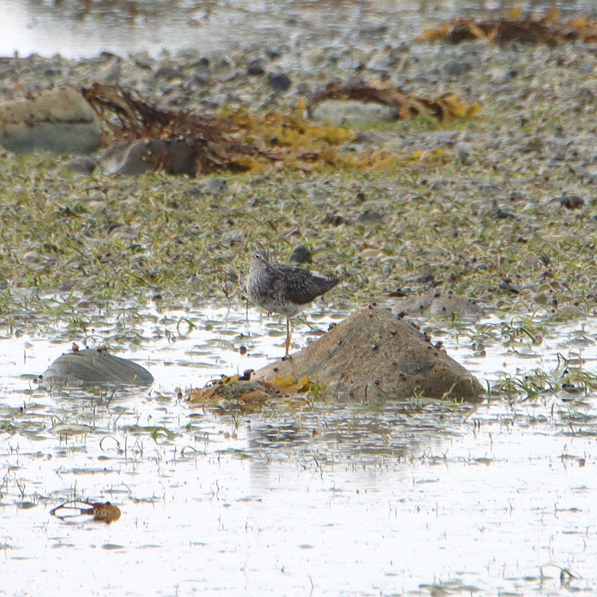 Greater Yellowlegs - ML622142637